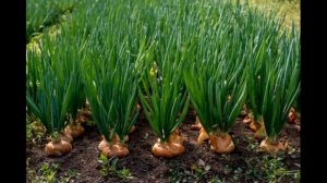 Сода для огорода от А до Я. Лучшие РЕЦЕПТЫ ОСЕННИХ ПОДК