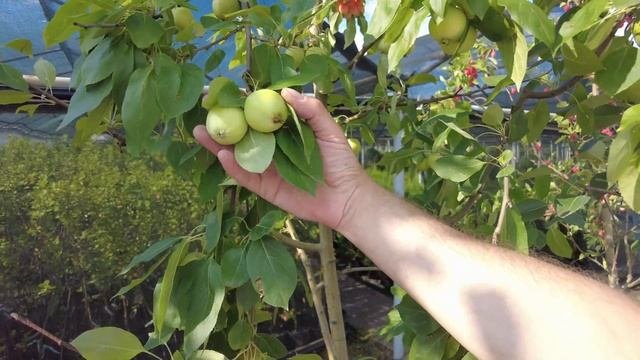 Такого питомника растений в Подмосковье вы еще не вид?