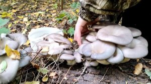 СОБИРАЕМ ВЕШЕНКИ, ОКТЯБРЬ 2021