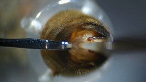 Инструментальное осеменение пчелиных маток, видеозар