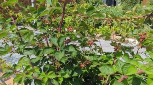 Малина кумберленд, черная и красная ежевика 30.06.25. #мал?