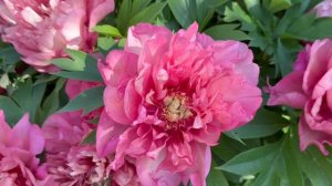 Цветение пионов 2025. Прогулка.