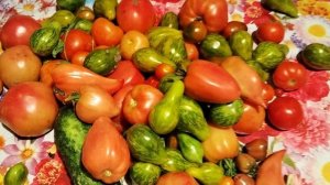 Помидорки, сорта из Челябинска, Ленинградская область