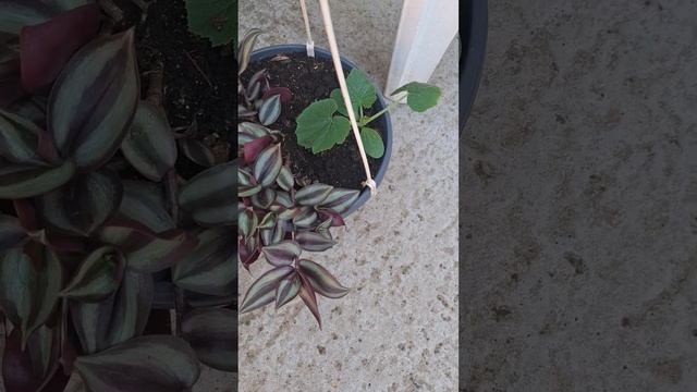 Работа в огороде продолжается. смотреть онлайн