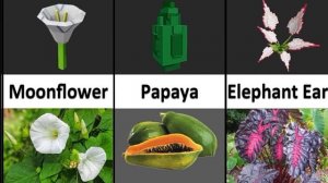 Fruits from Grow Garden & Real Life. Фрукты из вырасти сад & реальная ж?