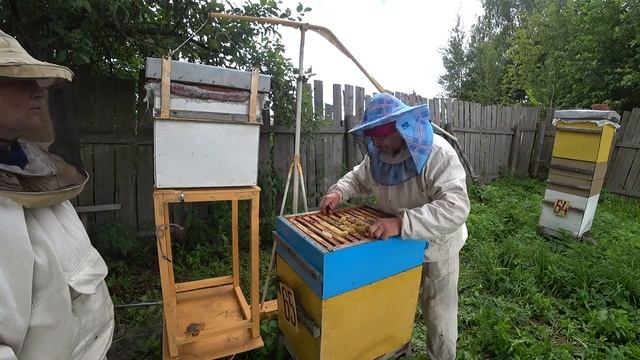 Анализ хода работ семьи - медовика на гл. взятке Испо? смотреть онлайн