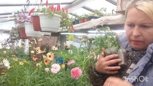 аргирантемум... бомба в вашем саду!!!🪴 размножение.
