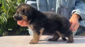 Баларис ТАМАРИС,  1 месяц 5 дней.