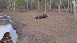 На лесной хутор приехало много помощников. Устанавлив