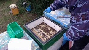 Пробная обработка пчел муравьиной кислотой