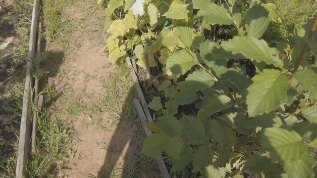 ПОКУПКИ В СВЕТОФОР, ЧТО ПРИВЕЗЛИ С ДАЧИ, РЫЖИК смотреть онлайн