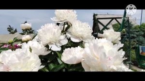 Самые КРАСИВЫЕ ПИОНЫ этого лета! Опыт Ани и Надежды