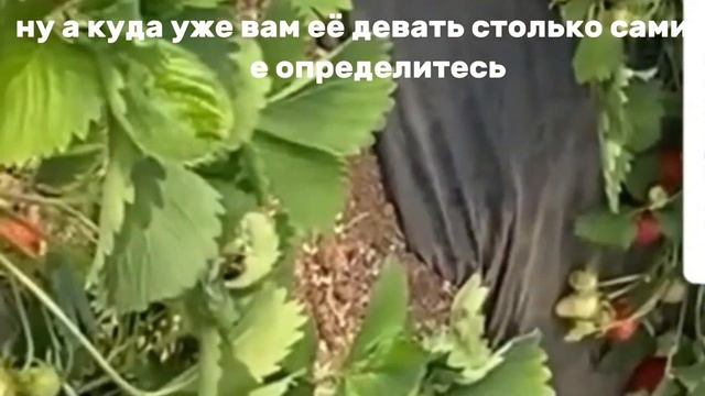 Подкормите Клубнику Вот Так — Урожай Будет ТОННАМИ! смотреть онлайн