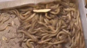 черви и яблоко