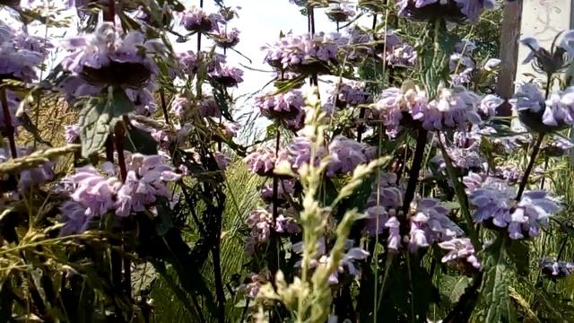 Зопник клубненосный. Кусочек черногорской летней сте? смотреть онлайн