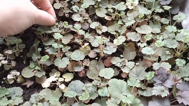 #гейхера в доме /день 12 й /сеянцам 4 месяца смотреть онлайн