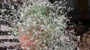 ЭУФОРБИЯ -   уникальный  ЦВЕТОК-ОБЛАКО, сюжет от Евгени?