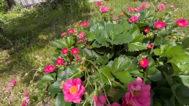 Внимание розыгрыш!!!Дарю эксклюзивные сорта клубники смотреть онлайн