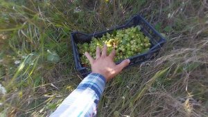 Когда и как собирать фундук и лещину!