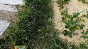 Мульчирую клубнику опилками! Что из этого получится? О