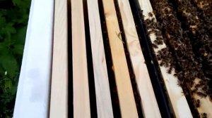 Противороевой метод Чайкина. Собрал лежак, отделив гн?