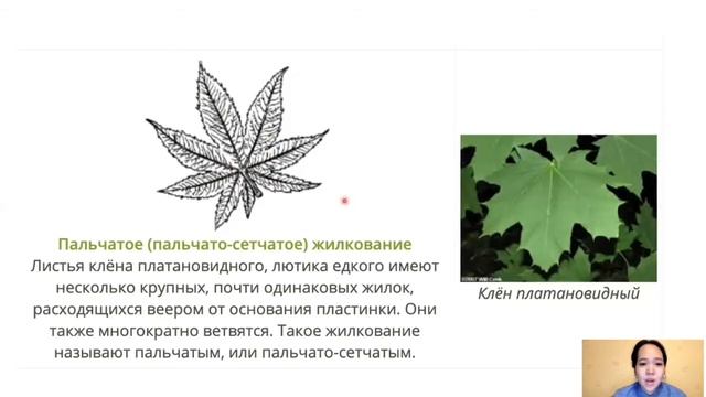 лист строение вегетативный орган растения жапырақ құ смотреть онлайн