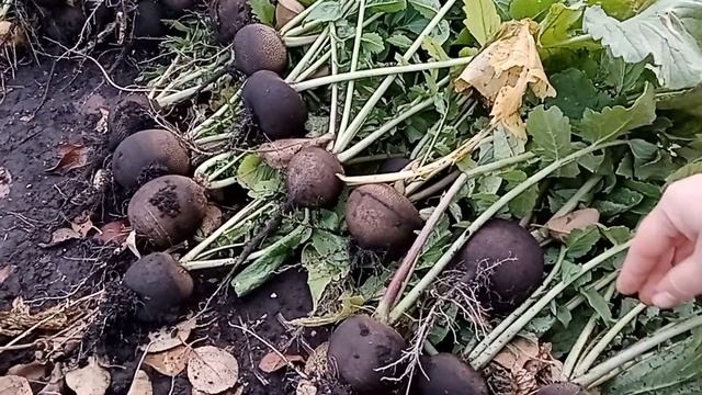 УРОЖАЙ РЕДЬКИ И РЕПЫ 2024. #редька #репа смотреть онлайн