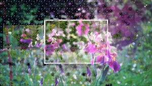 Цветы на клумбах