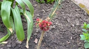 Карликовые хвойные ель Медуза, ель Пуш, ель Спринг Фае?