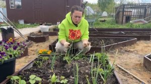 Что посадить рядом с клубникой, чтобы вредители исчез?