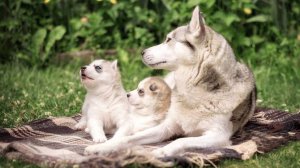 Кинолог назвал связанные с разведением собак мифы