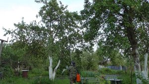 Опрыскиватель ЖУК. Опрыскивание яблонь (полный цикл, к