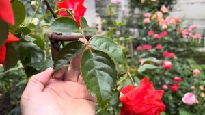 Роза Салита ( Rose Salita ) Kordes Германия  г. Киев 27 июня 2025 г.