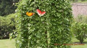 Шелковица черная Пендула 🌿 черная шелковица Пендула