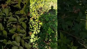 Ежевика Глория, три года без укрытия на зиму