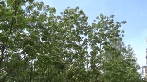 Южный Урал  Всё цветёт  Май 2021