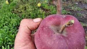 Яблуня Скарлет Спур.