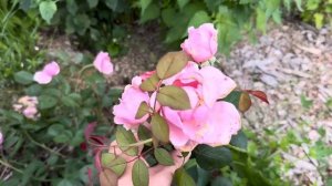 Новые и редкие розы моего сада: Buttercup, Emanuel, Mauritia, Brother Cadf