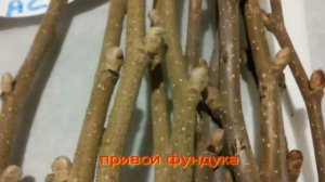 Прививка фундука от А до Я.