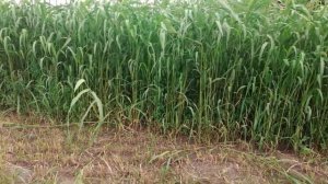 Вся правда  про  СУДАНКУ.