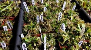 Зимовка Венериных Мухоловок, Саррацений, Росянок. 2021 г