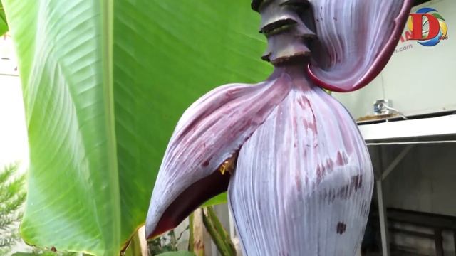 Игрушечные Поезда для детей - паровозики Томас и его Д? смотреть онлайн