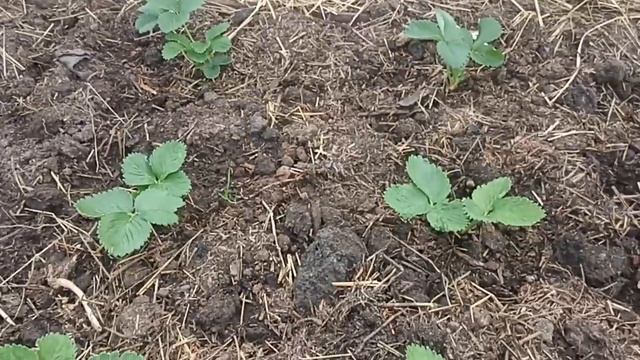 КЛУБНИКА В ТЕПЛИЦЕ // УХОД // ВАЦАП ДЛЯ ЗАКАЗА 89152458159 ПИС смотреть онлайн