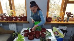 Ипомея батат уход. Как осенью укореняю черенки и сохра