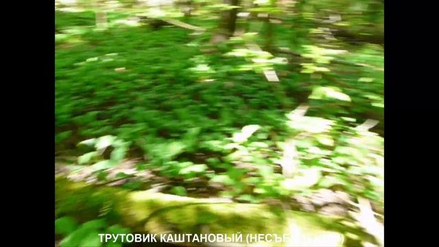 Трутовик каштановый и серно-жёлтый