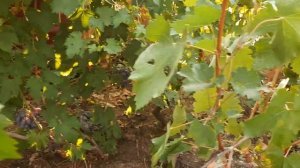 Как влияет подвой на сроки созревания привоя