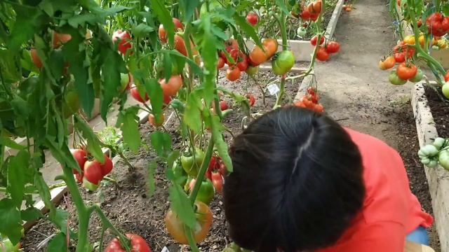 Обзор томатов в теплицах (часть 3). Сезон 2023. Минусински смотреть онлайн
