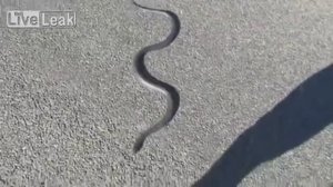 Это Домашние Змеи, братан. Купил змею и пожалел. Змея н?