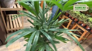 Рапис. Мощная пальма с интересной формой листьев. Уход