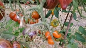 Томат Восставший звездный истребитель (Rebel Starfighter Prime)